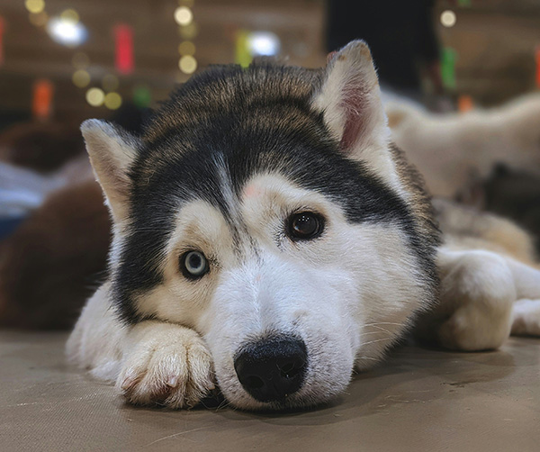 Columbus runners participating in dog shelter fundraiser 5K